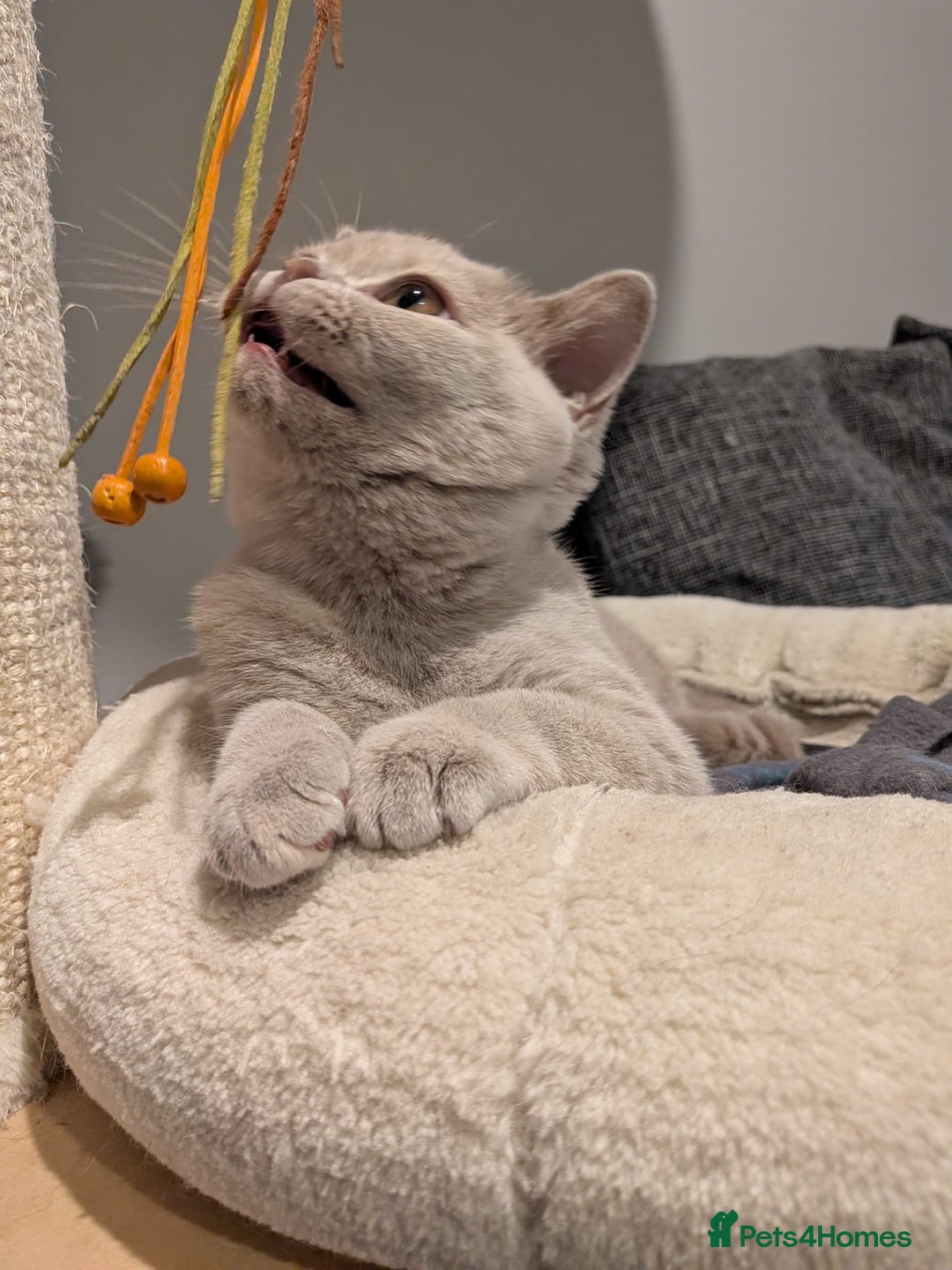 British Shorthair cats for sale: GCCF Registered Championship Line BSH Kittens - Advert 2