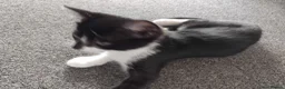 Mixed Breed cats for sale: Girlie - Advert 11