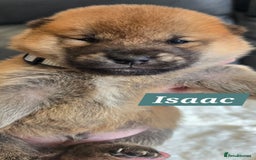 Japanese Shiba Inu dogs for sale: Gorgeous Shibas  - Image 31