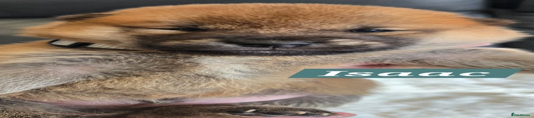 Japanese Shiba Inu Puppy 3