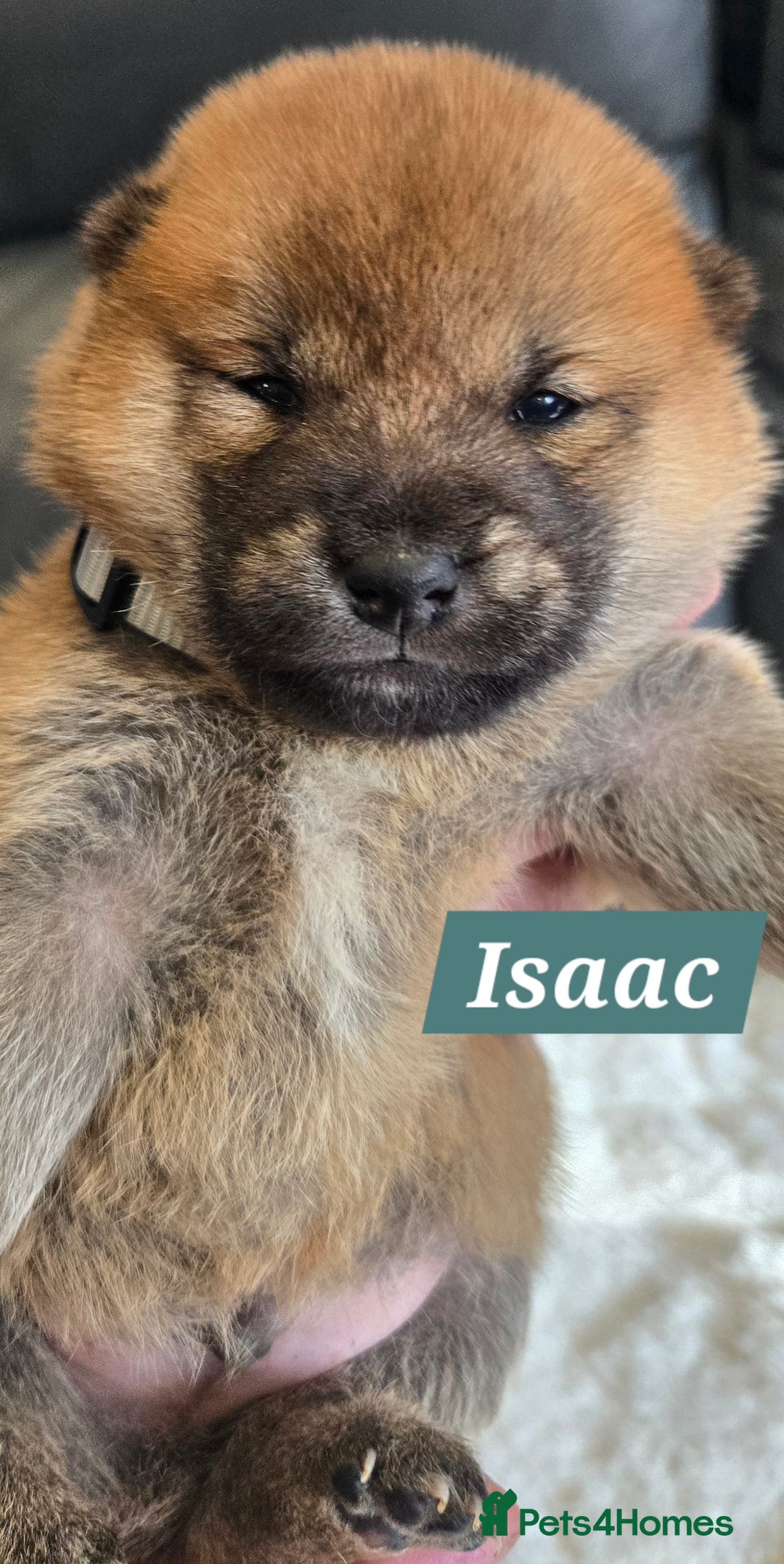 Japanese Shiba Inu dogs for sale: Gorgeous Shibas  - Image 31