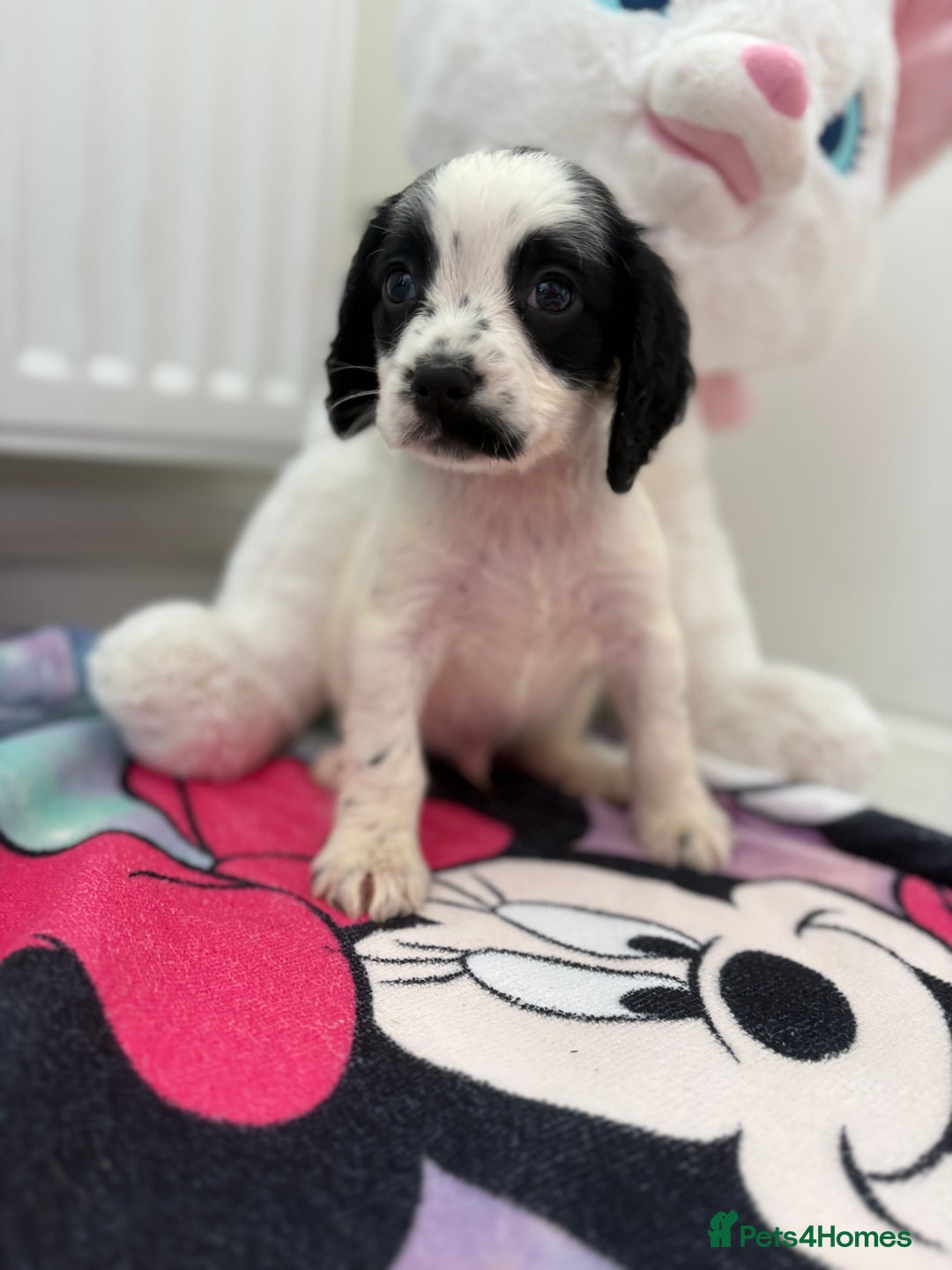 Cocker Spaniel dogs for sale: 1 GIRL 4 BOYS READY NOW 💙🩷 - Image 1