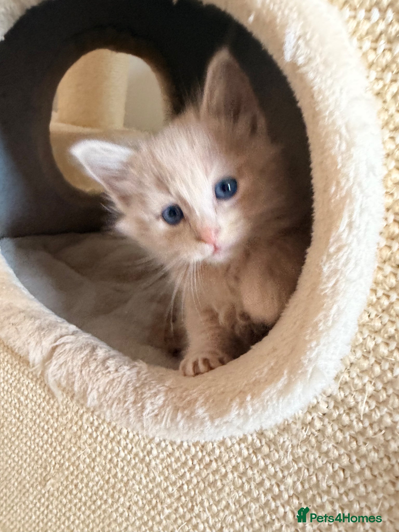 Maine Coon cats Maine Coon Kittens X Ragdoll Kittens - Advert 11