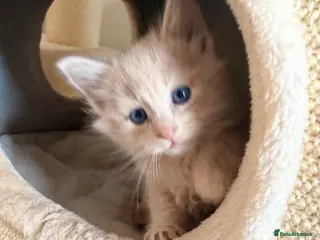 Maine Coon cats Maine Coon Kittens X Ragdoll Kittens - Advert 11