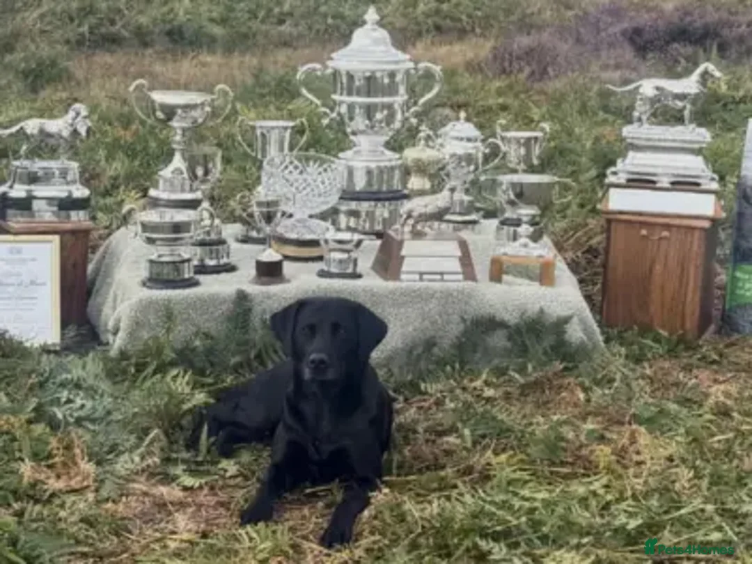 Labrador Retriever dogs for sale: 2 x KC Working Black Labrador Boys Available Now - Advert 5