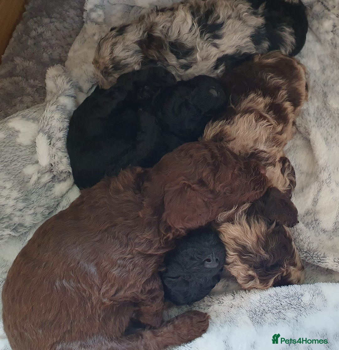 Toy Poodle dogs for sale: Gorgeous toypoodles - Image 9