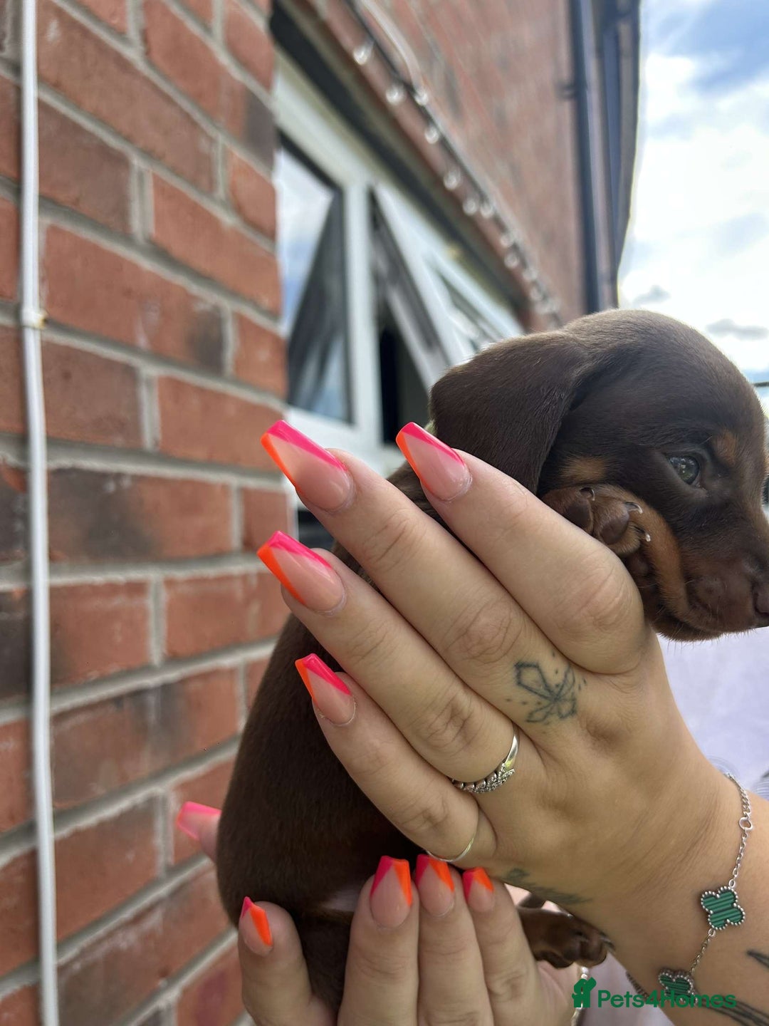 Miniature Dachshund dogs for sale: Miniature dachshunds - Image 5