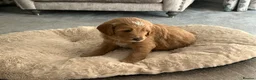 Mixed Breed dogs for sale: Multigen Double Doodle - Advert 8