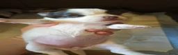 Chihuahua dogs for sale: Full pedigree long coat chihuahua lilac/chocolate - Advert 20