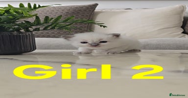 Ragdoll cats - Advert 15