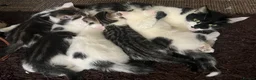 Mixed Breed cats for sale: 6 Lovely kittens for sale  - Advert 3