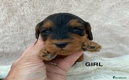 Cockapoo dogs for sale: F1 Cockapoo Puppies  - Image 11