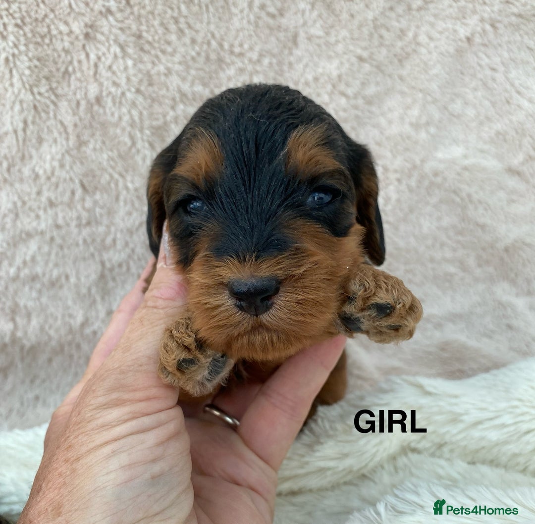 Cockapoo dogs for sale: F1 Cockapoo Puppies  - Image 11