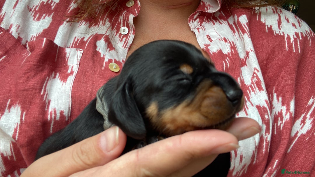 Miniature Dachshund dogs for sale: TRUE MINIATURE DACHSHUND PUPPIES  - Image 13