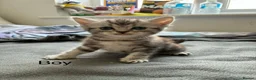 American Shorthair cats for sale:  Little treasures with big hearts  - Advert 7