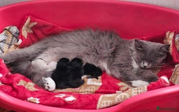 British Longhair cats for sale: 1 Male and 1 Female British Longhair cross kittens - Image 10