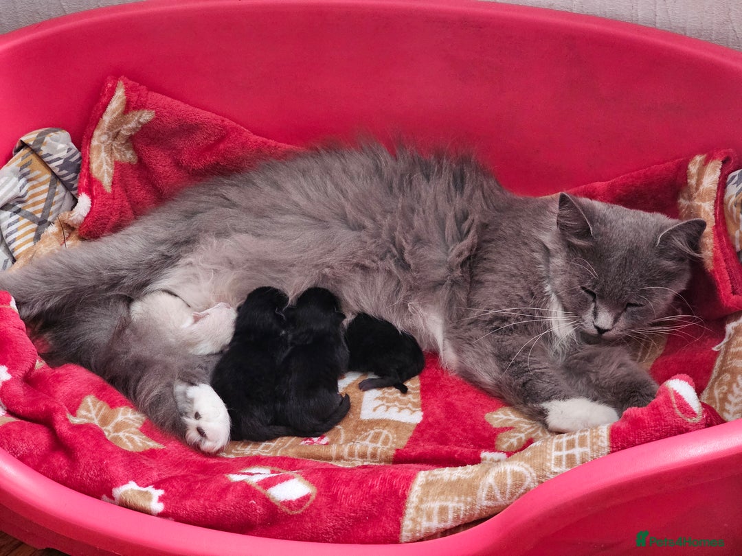 British Longhair cats for sale: 1 Male and 1 Female British Longhair cross kittens - Image 10