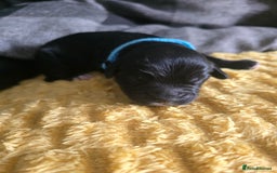 Sproodle dogs for sale: Beautiful F1 sproodle pups  - Image 5