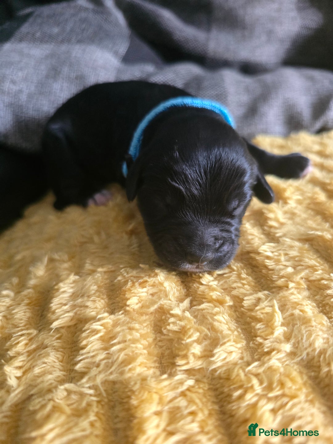 Sproodle dogs for sale: Beautiful F1 sproodle pups  - Image 5