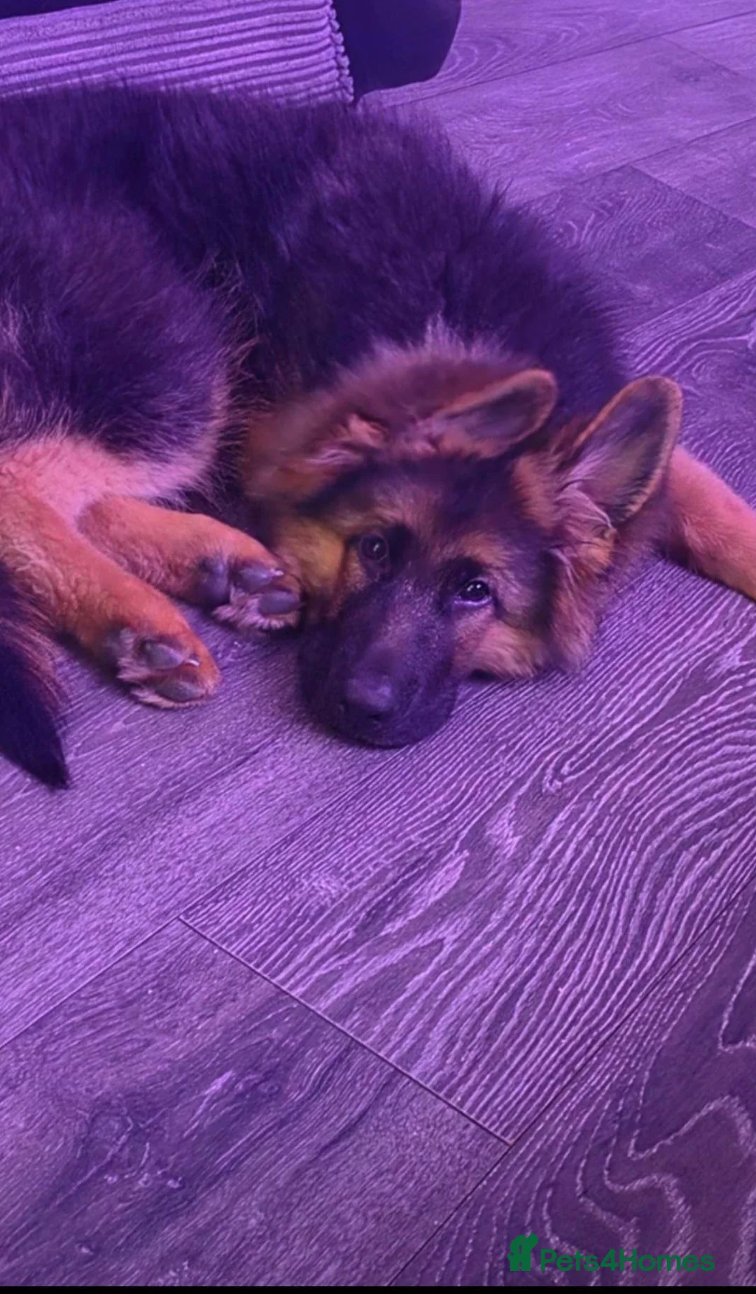 German Shepherd dogs for sale: Chase, gorgeous German shepherd. 6months old in Mansfield - Advert 4