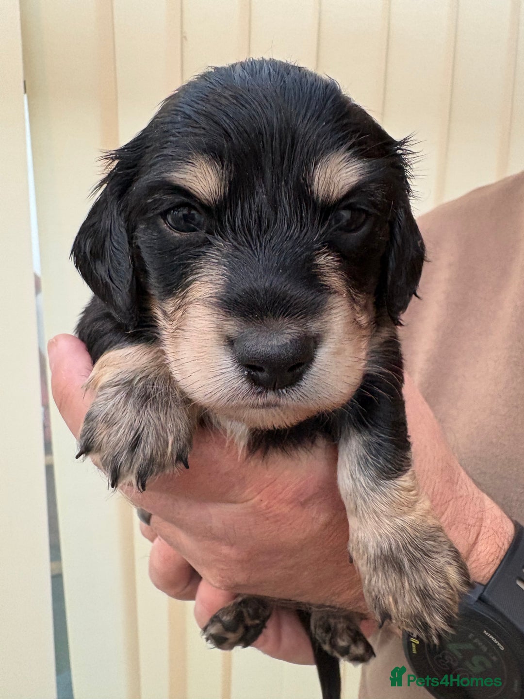 Miniature Dachshund dogs for sale: Stunning litter of Mini Long Haired Dachshunds - Advert 7