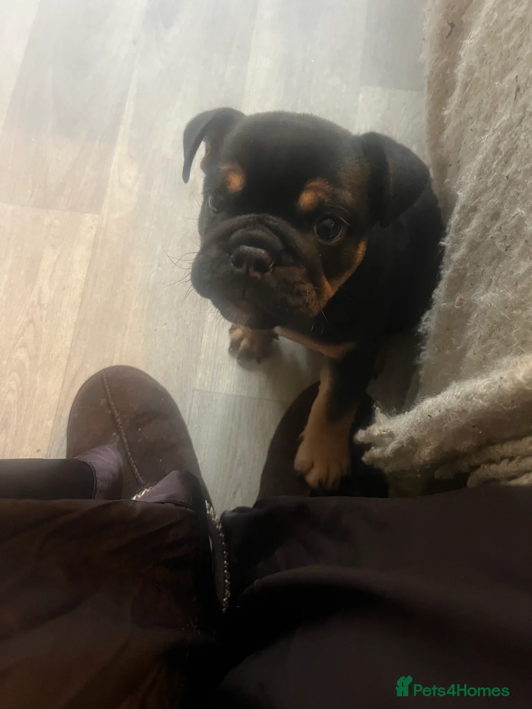 English Bulldog dogs for sale: English bulldog - Advert 4