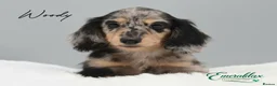 Miniature Dachshund dogs for stud: Miniature Longhaired Chocolate and Cream Stud - Advert 9
