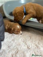 Cocker Spaniel dogs Stunning kc register cocker spaniels family ready - Advert 5