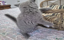 British Longhair cats for sale: Stunning World Champ British shorthair kittens - Advert 6