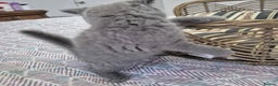 British Longhair cats for sale: Stunning World Champ British shorthair kittens - Advert 6