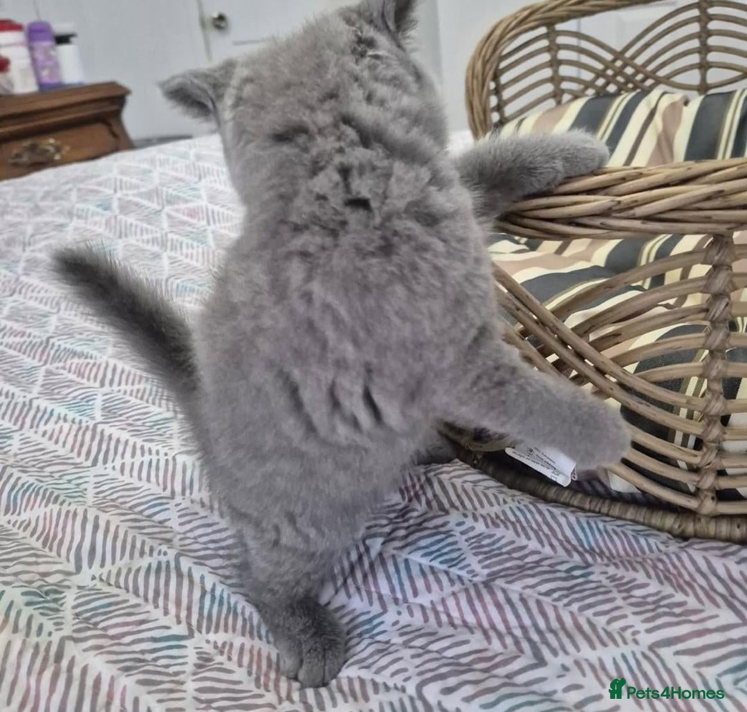 British Longhair cats for sale: Stunning World Champ British shorthair kittens - Advert 6