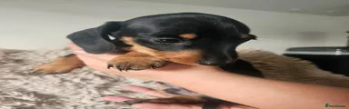 Dachshund 4