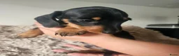 Dachshund dogs for sale: Miniature Dashund 💕 - Advert 4