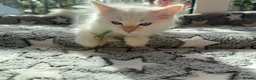 Ragdoll cats for sale: 5 Fluffy PureBred Ragdolls  - Advert 7