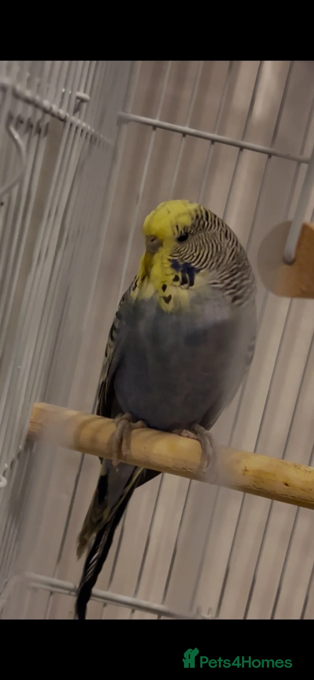 Budgerigars birds for sale: Budgie - Advert 1