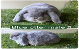 Mini Lop rabbits for sale: Beautiful, friendly mini lops  - Image 7