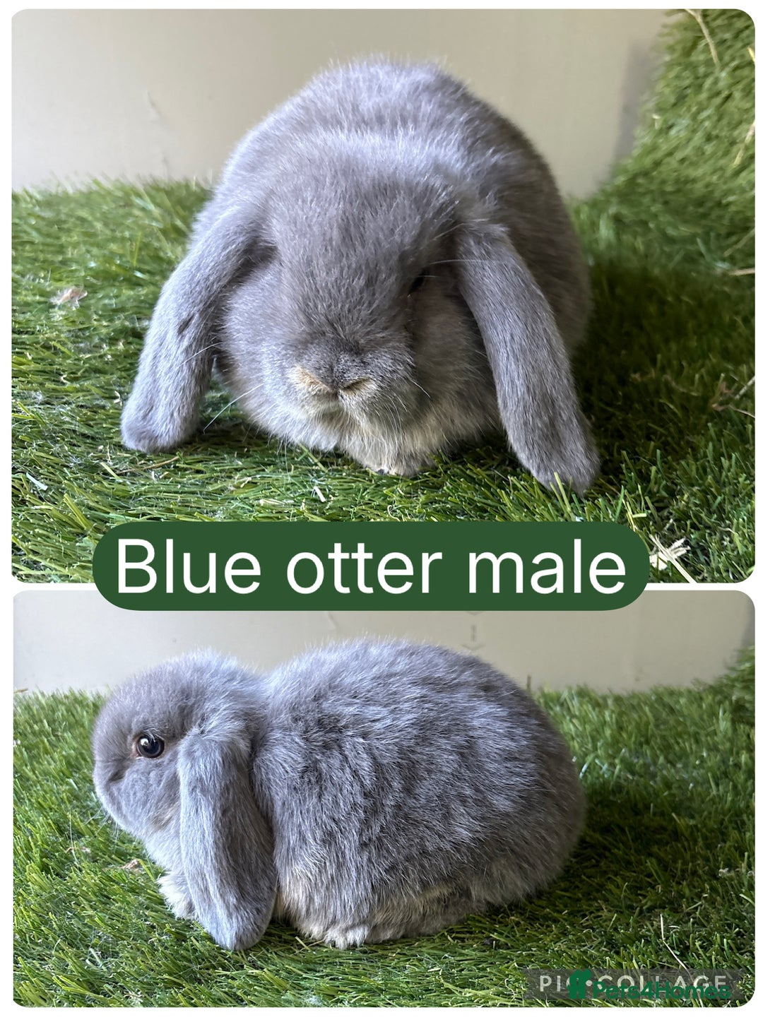 Mini Lop rabbits for sale: Beautiful, friendly mini lops  - Image 7