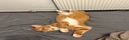 American Shorthair cats for sale: Lovely friendly cats looking for new home. - Advert 6
