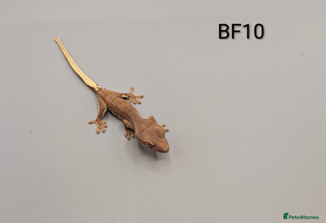 Gecko reptiles for sale: Red Phantom Lily White Crested Gecko CB25  - Image 5