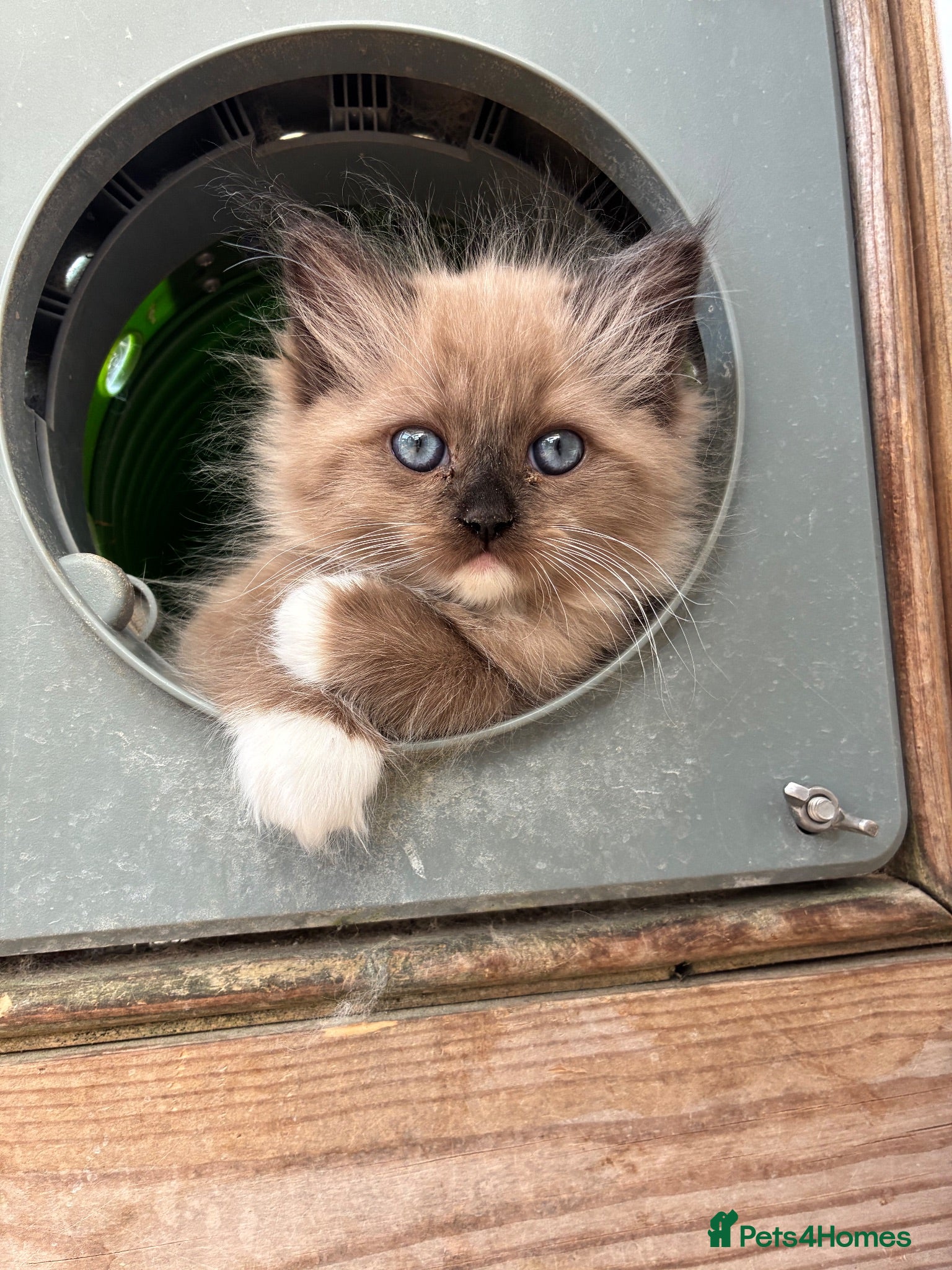 Ragdoll cats Registered Mink Ragdolls (cherubims) - Advert 18