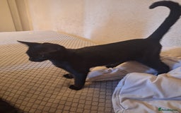 British Shorthair cats for sale: Two female black cats and one male black and white - Image 4