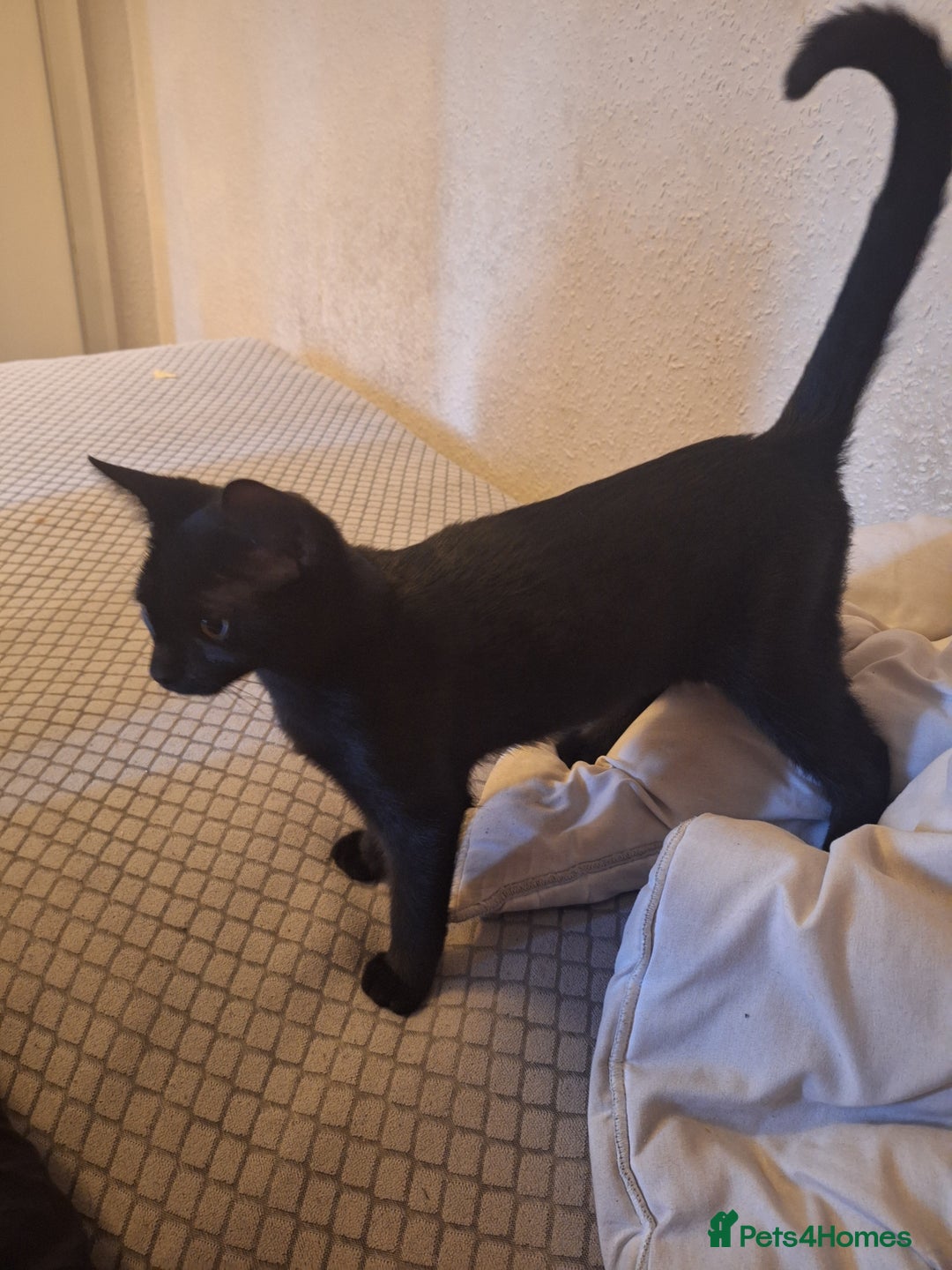 British Shorthair cats for sale: Two female black cats and one male black and white - Image 4
