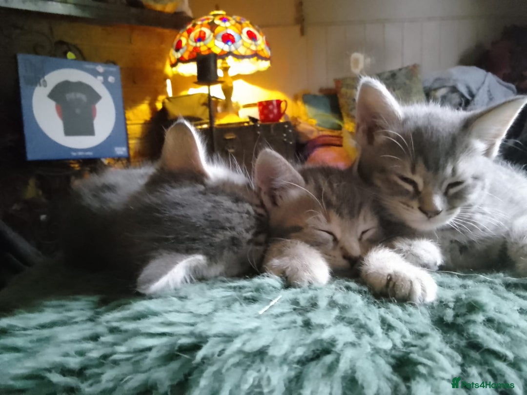 Mixed Breed cats for sale: UNIQUE SILVER/BLUE BENGAL X RUSSIAN BLUE KITTENS  - Image 2