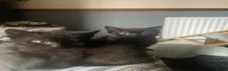 Mixed Breed cats for sale: Two black kittens - Advert 9