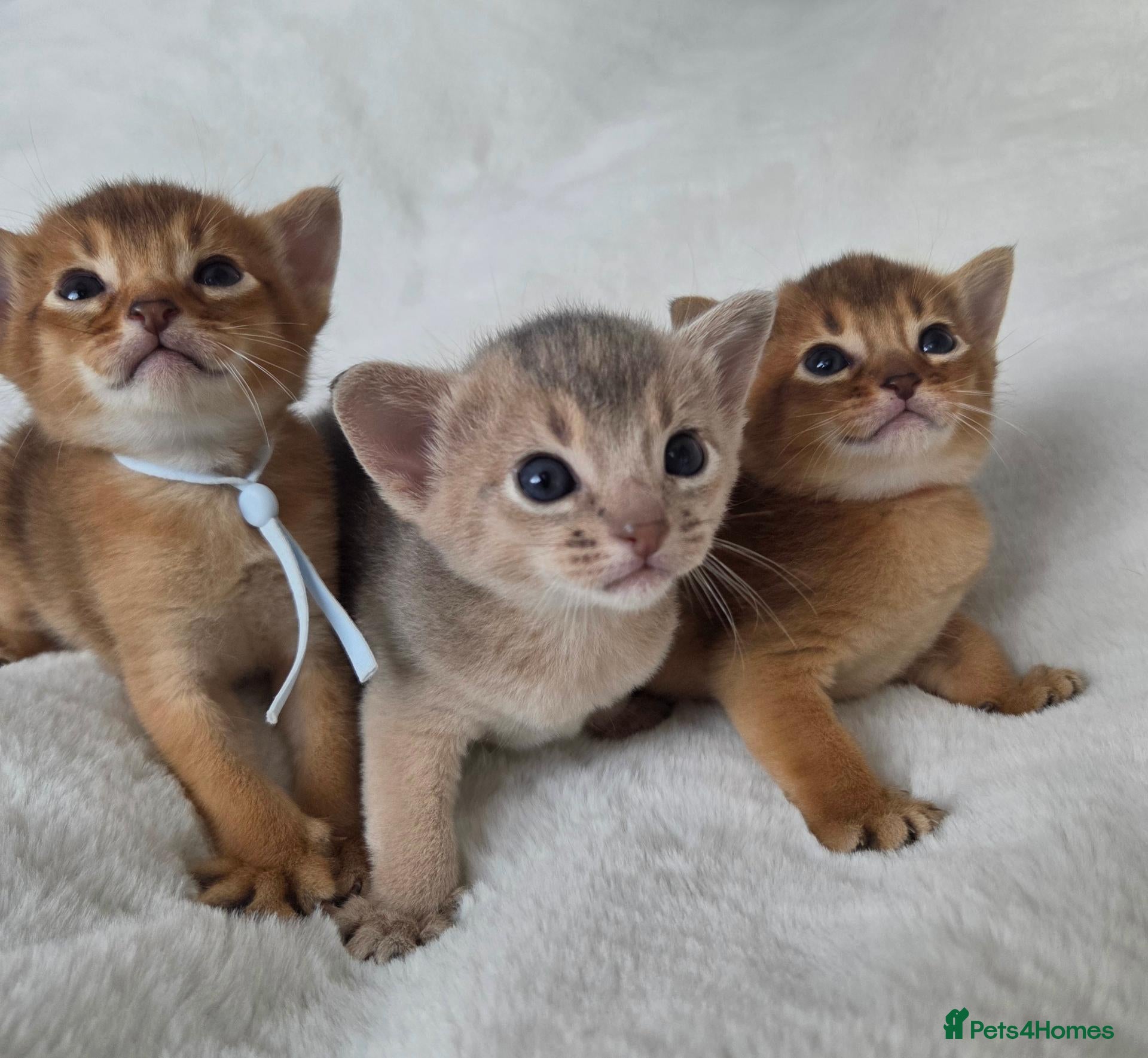Abyssinian cats for sale: Beautiful Abyssinian Kittens – TICA Registered 🐾 - Advert 1
