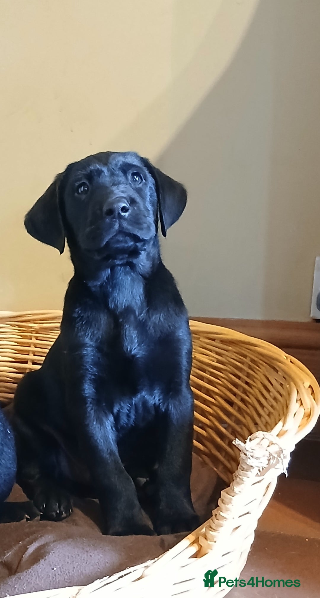 Labrador Retriever dogs for sale: Exceptional FTCHAMPION Labrador Retriever Puppies - Image 7