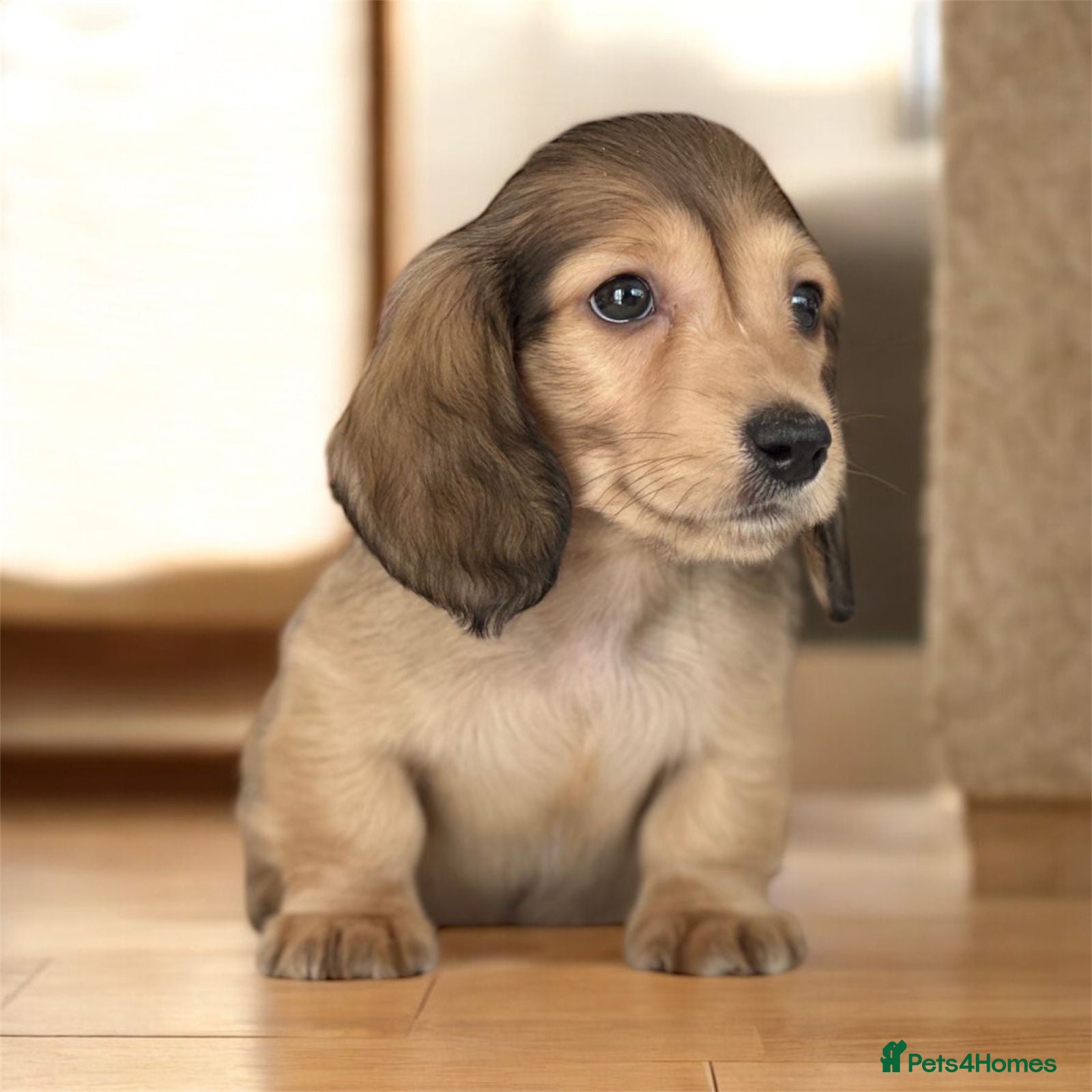 Miniature Dachshund dogs Miniature longhaired dachshund to pet home - Advert 5