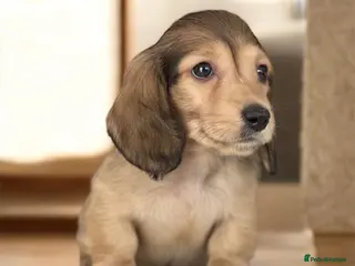 Miniature Dachshund dogs Miniature longhaired dachshund to pet home - Advert 5