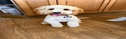 Cavapoo dogs for sale: Gorgeous male Cavapoo puppy 9 months old - Advert 2