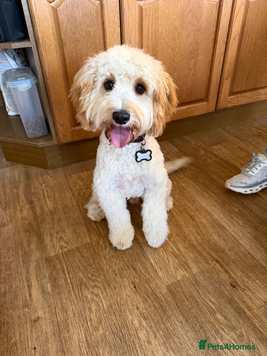 Cavapoo dogs for sale: Gorgeous male Cavapoo puppy 9 months old - Advert 2